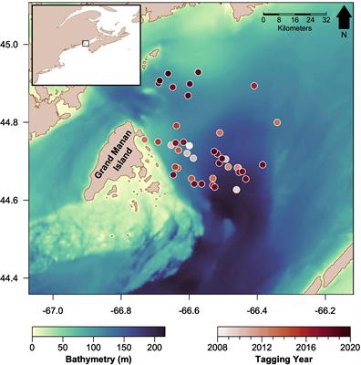 Highly variable basking shark (Cetorhinus maximus) diving behavior in the lower Bay of Fundy, Canada